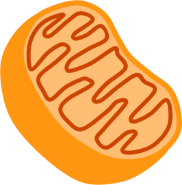 Mitochondria