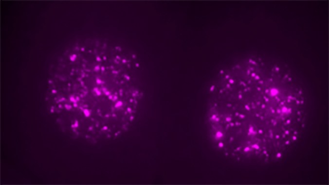 Single-two-cell-mouse-embryos-with-nuclear-LINE1-RNA-labeled-magenta-Credit-Ramalho-Santos-lab_1