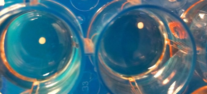 Copy of oligocortical_spheroids_in_wells