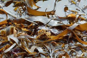 Seaweed