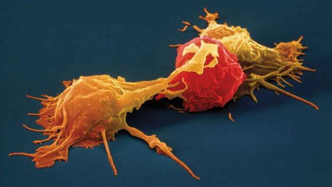 ca_0914NID_Cancer_Natural_Killer_Cells_online