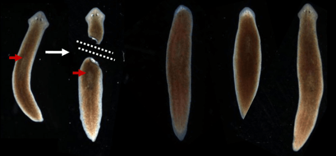 Screen Shot 2018-09-14 at 11.06.18 AM