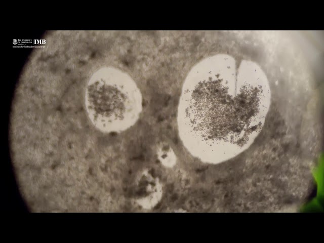 skin cells to beating heart