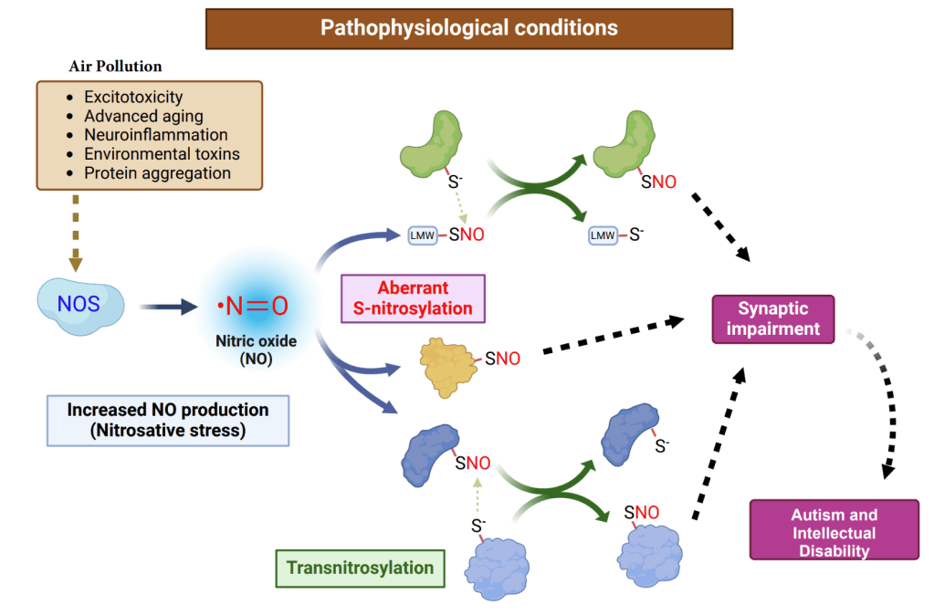 Infographic, provided by Dr. Liption and team, showcasing the link between air pollution and autism spectrum disorder